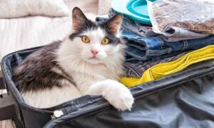 Should You Leave Your Cat Alone for a Long Weekend?